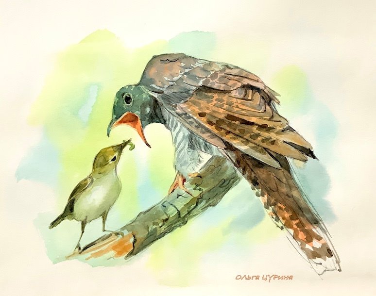 13.2.2 кукушонок на выбор